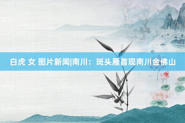 白虎 女 图片新闻|南川：斑头雁首现南川金佛山