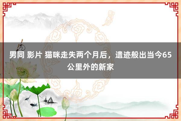 男同 影片 猫咪走失两个月后，遗迹般出当今65公里外的新家