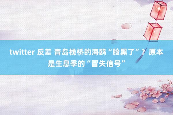 twitter 反差 青岛栈桥的海鸥“脸黑了”？原本是生息季的“冒失信号”